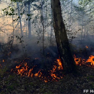 Bild vergr&ouml;&szlig;ern: Brennende Vegetation bei Einsatzstelle Waldbrand