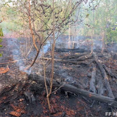 Bild vergr&ouml;&szlig;ern: Verbrannte Bäume und Sträucher an Einsatzstelle Waldbrand