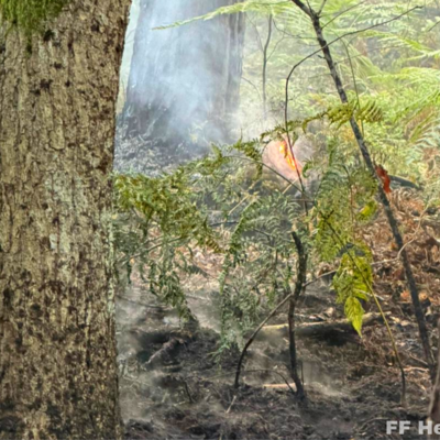Bild vergr&ouml;&szlig;ern: Brennender Waldboden beim Einsatz Waldbrand 2