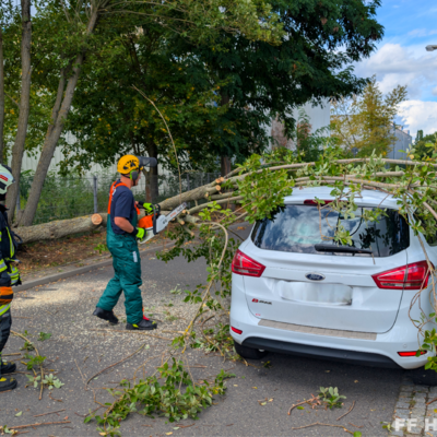 Bild vergr&ouml;&szlig;ern: Einsatzstelle mit umgestürzten Baum auf PKW 2