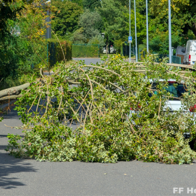 Bild vergr&ouml;&szlig;ern: Einsatzstelle mit umgestürzten Baum auf PKW 3